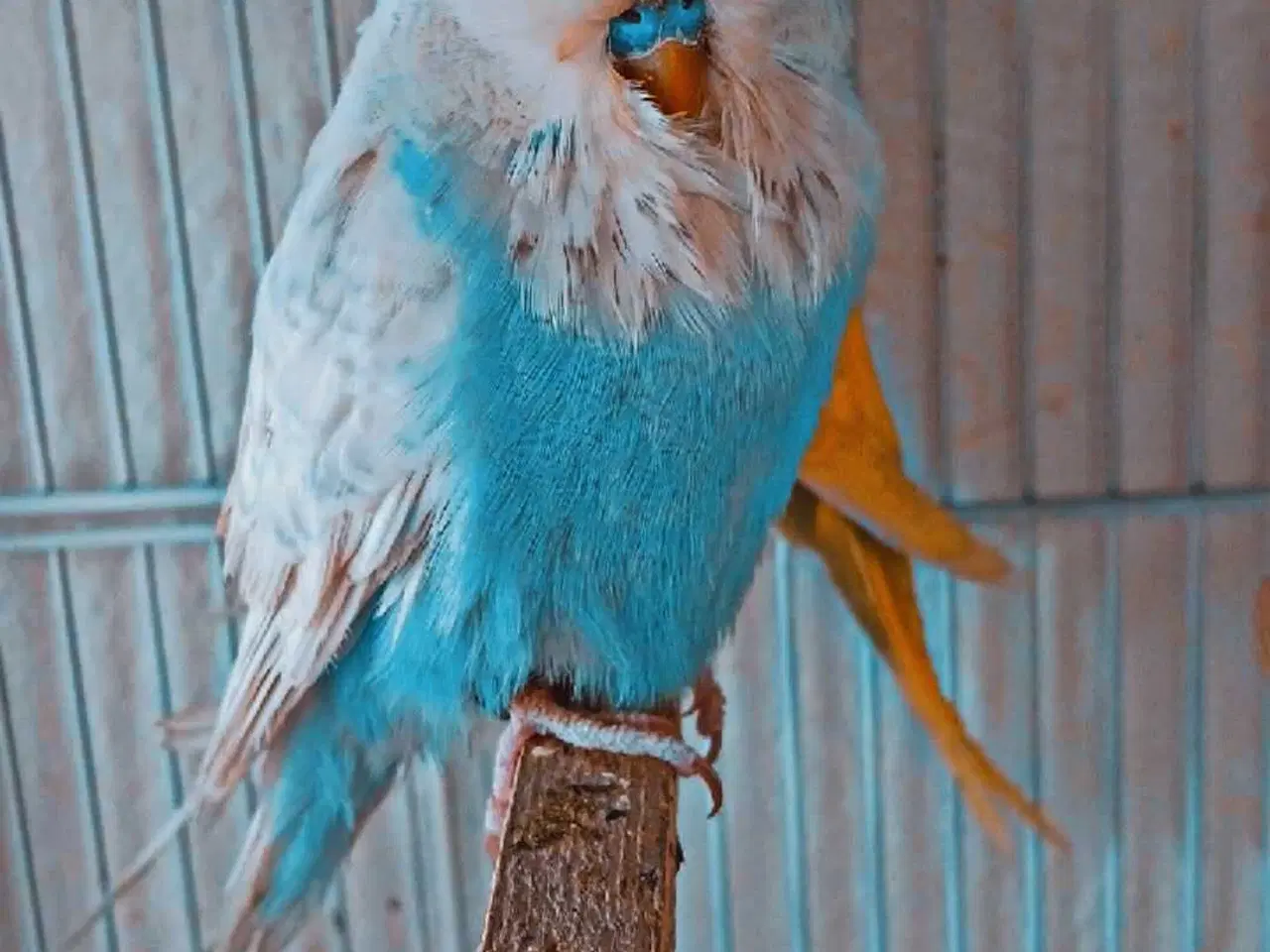 Billede 7 - Fin engelsk undulat han