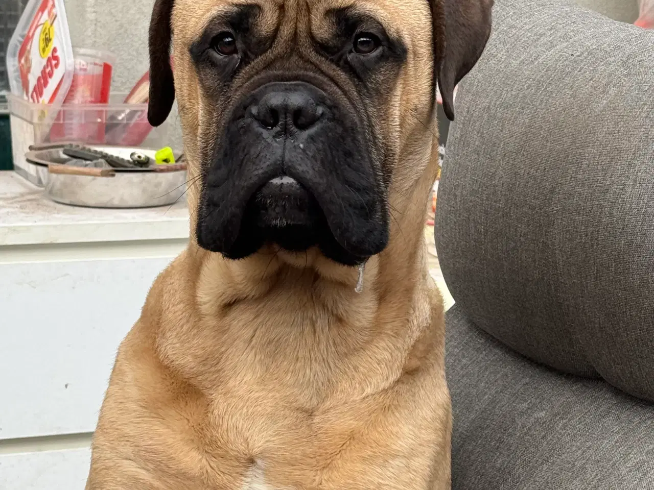 Billede 2 - Bullmastiff tilbydes til avl