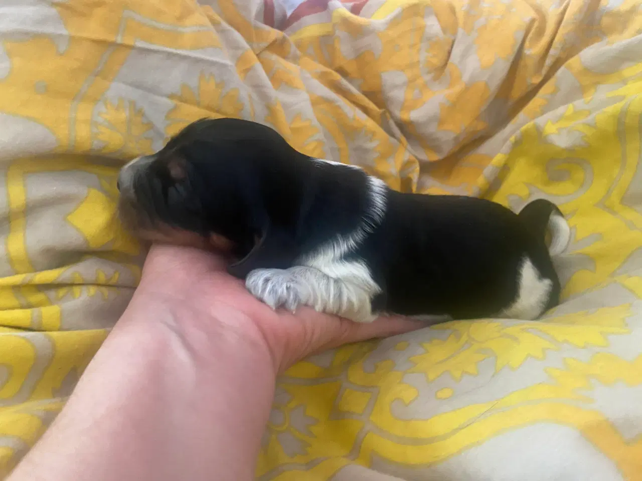 Billede 4 - Eng Cocker spaniels