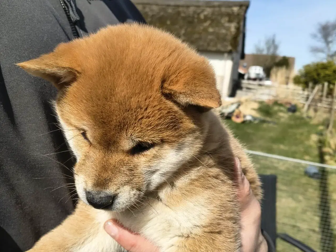 Billede 4 - Shiba hvalpe på 8 uger