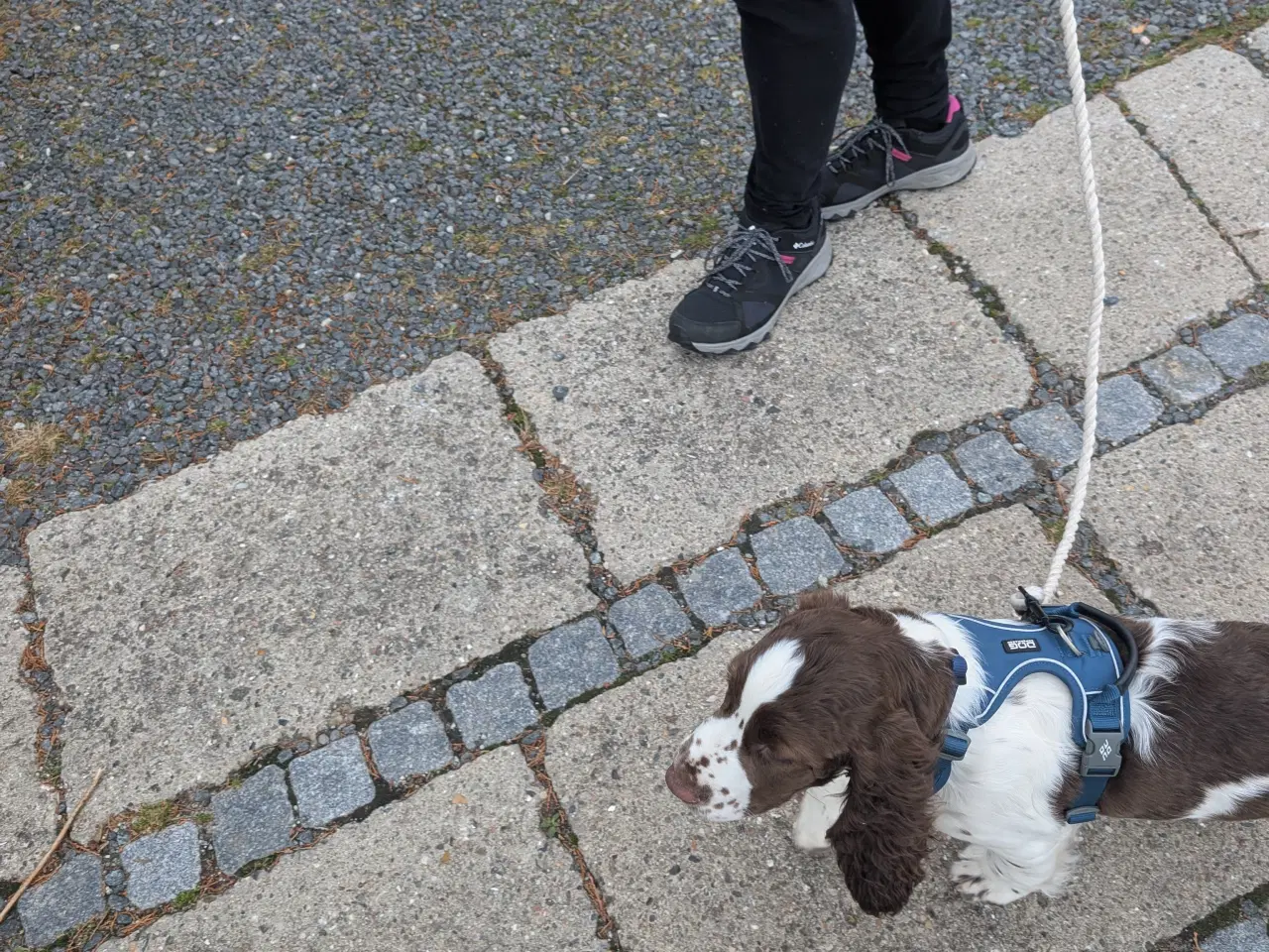 Billede 2 - Hvalp engelsk springer spaniel  på 13 uger han 