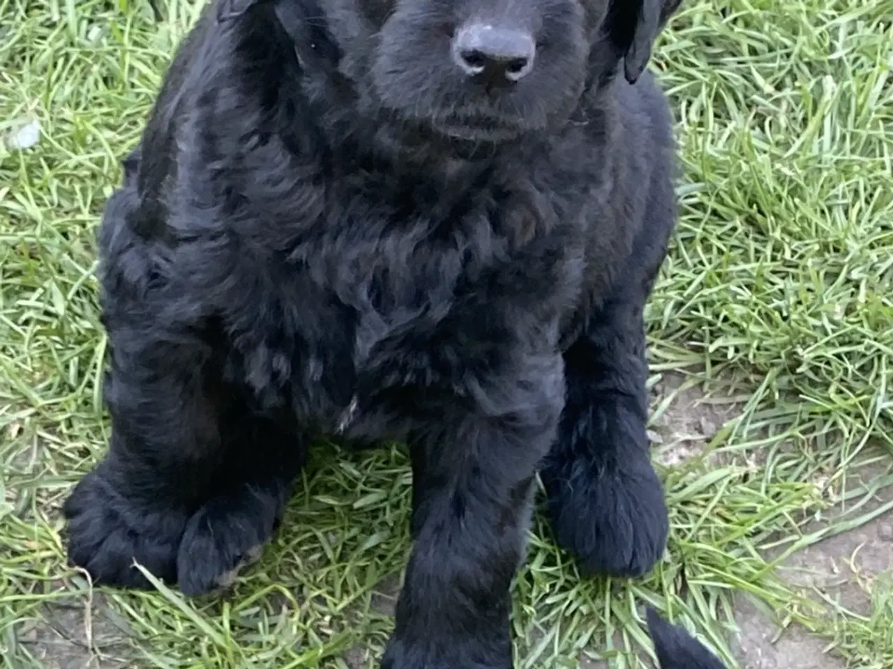 Billede 5 - Doodle hvalpe søger nye hjem🐾🐾