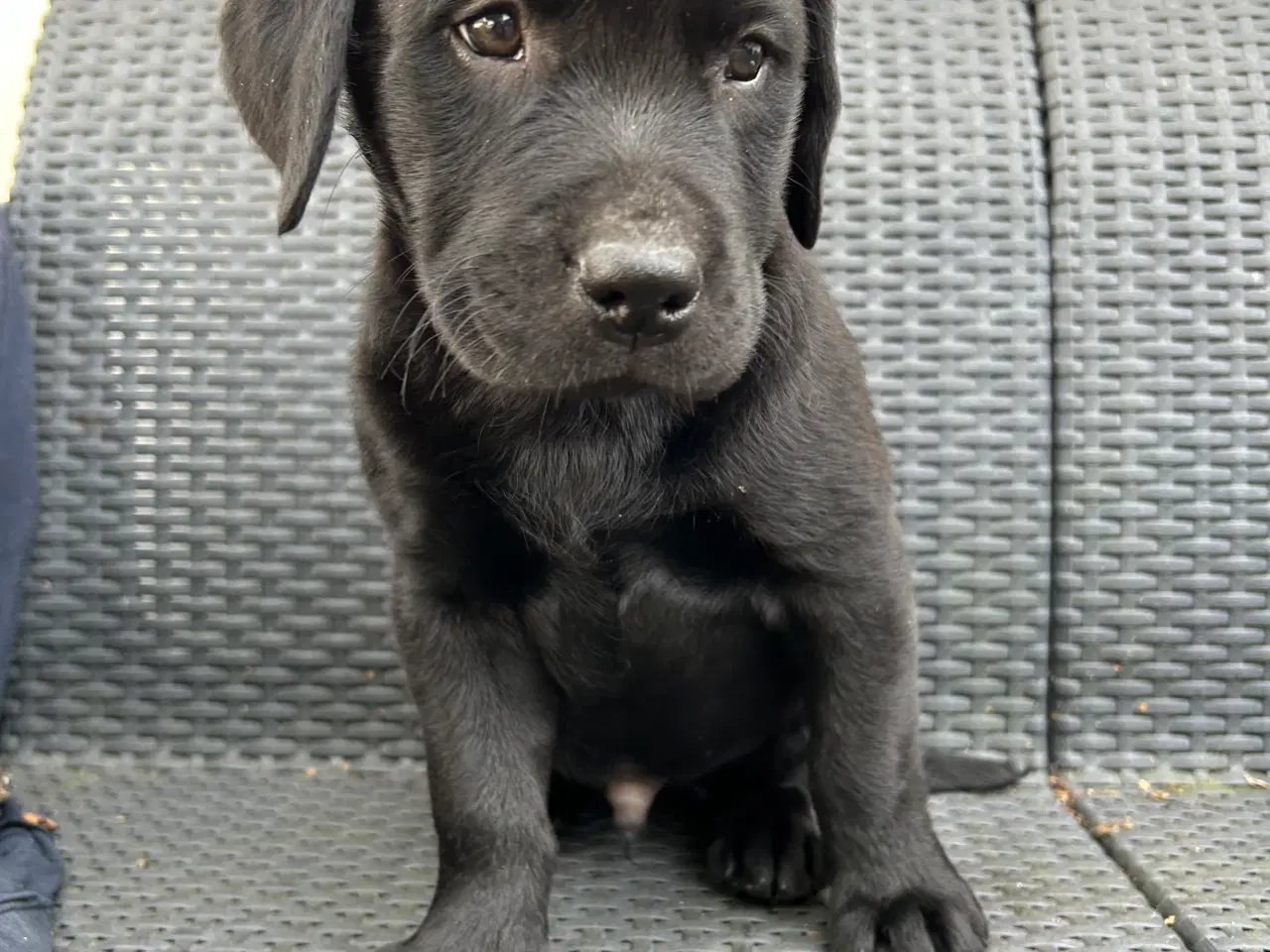 Billede 4 - Labrador hvalpe klar til at flytte hjemmefra