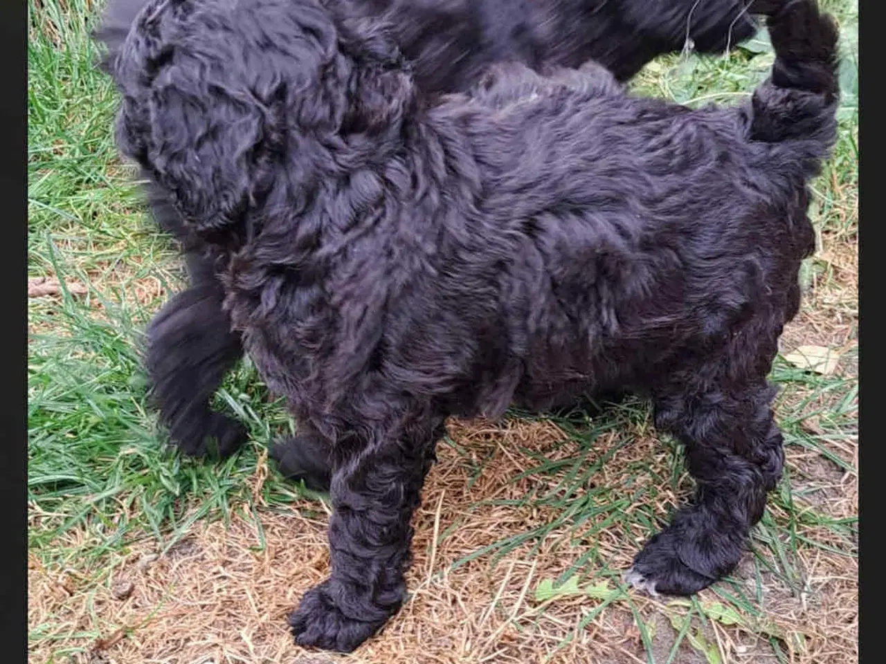 Billede 5 - Labradoodle hvalpe
