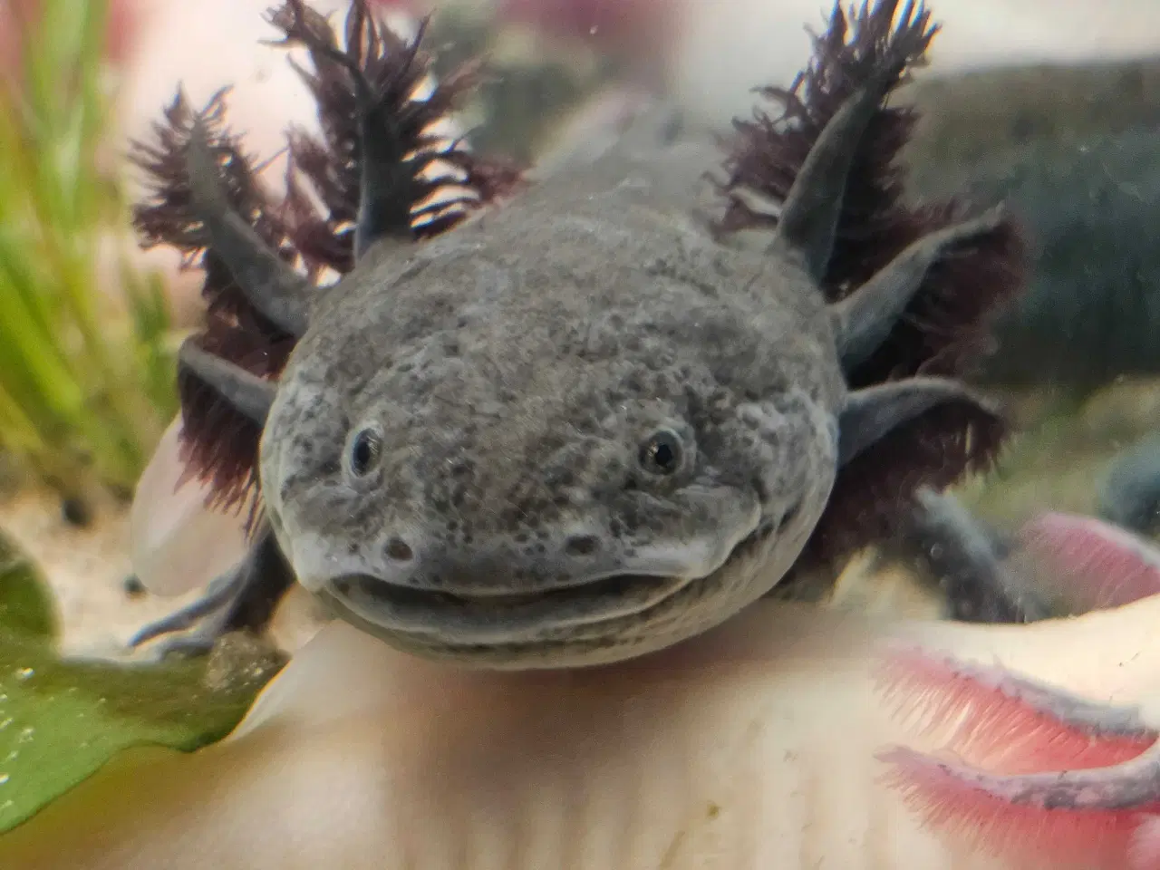 Billede 13 - Axolotl Avlsstamme 