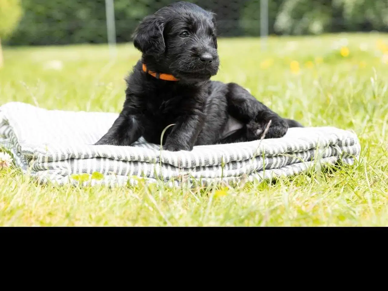 Billede 4 - Labradoodle hvalpe 