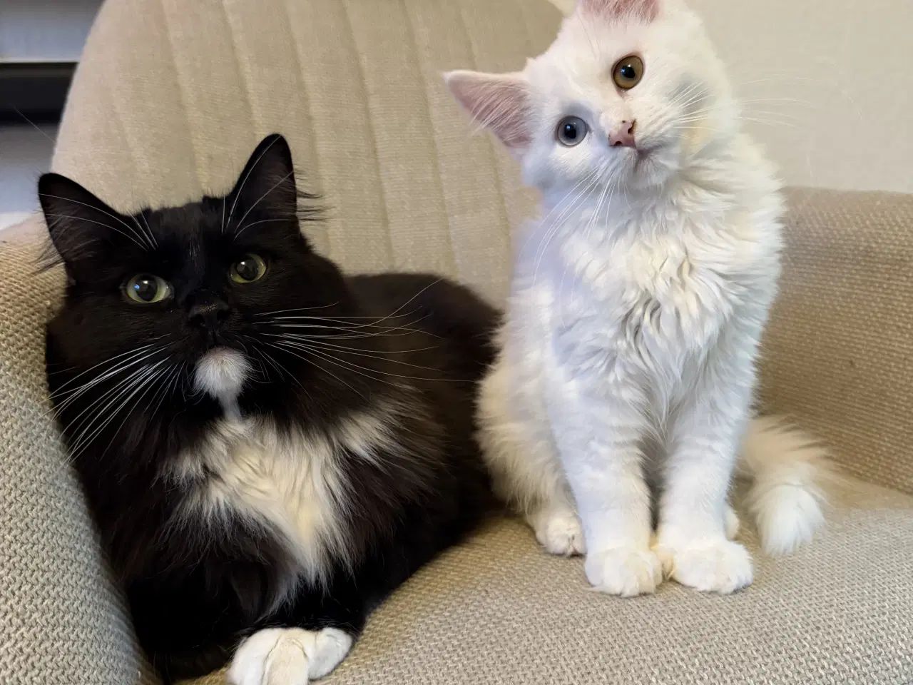 Billede 9 - Onkel Ole søger nyt hjem 