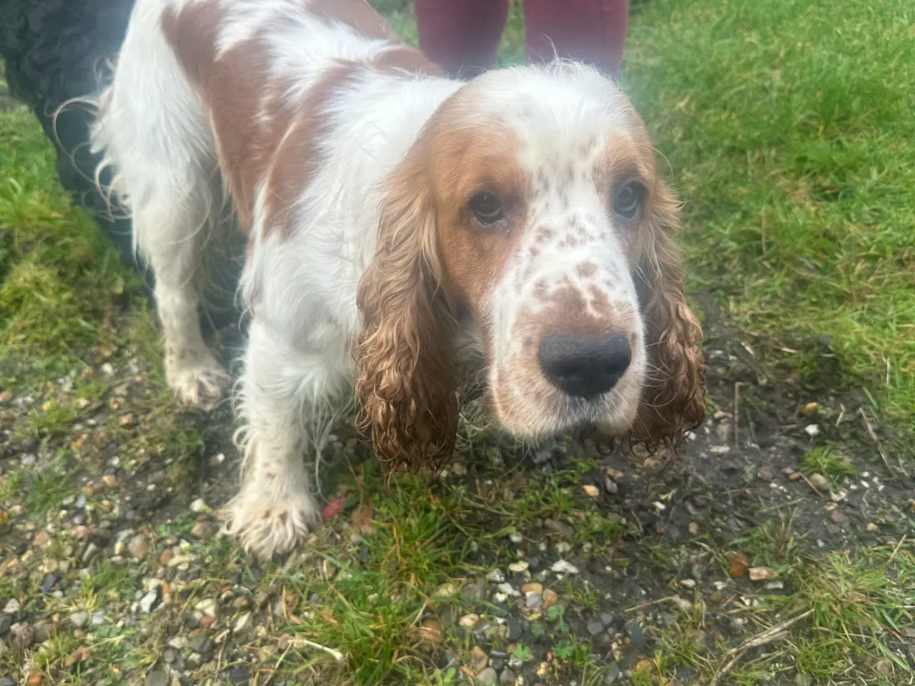 Billede 2 - Cockerspaniel hvalpe