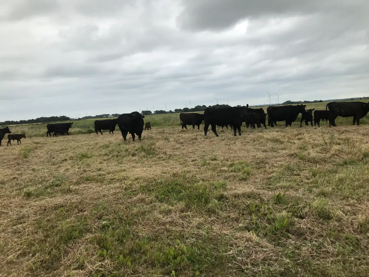 Billede 1 - Sort Angus besætning
