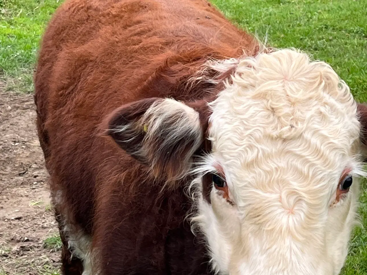 Billede 2 - Hereford tyr sælges
