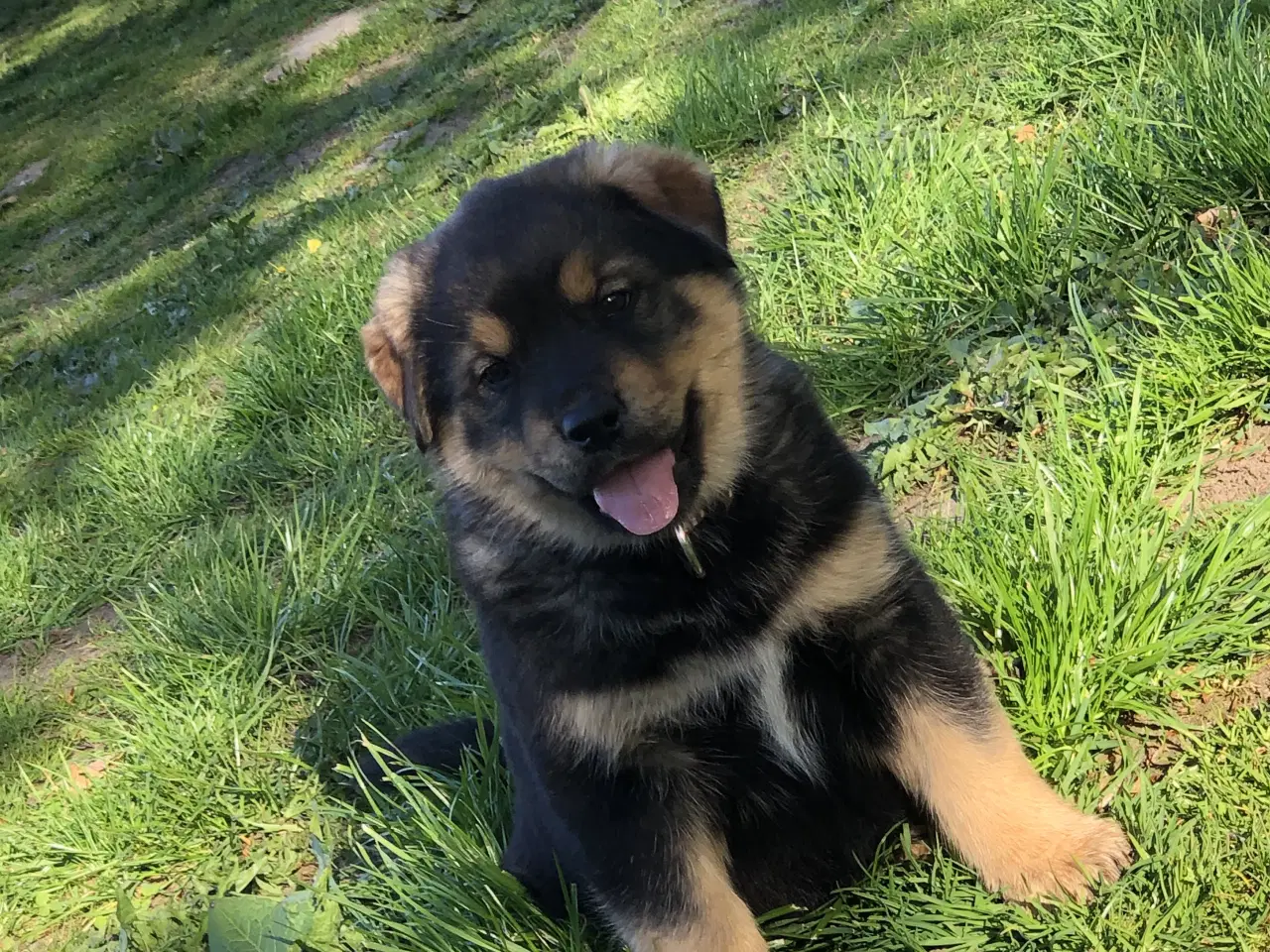 Billede 3 - De smukkeste rottweiler/alaskan malamut hvalpe 