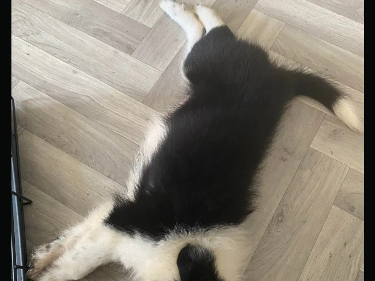 Billede 3 - Border Collie, dejlig familie hund