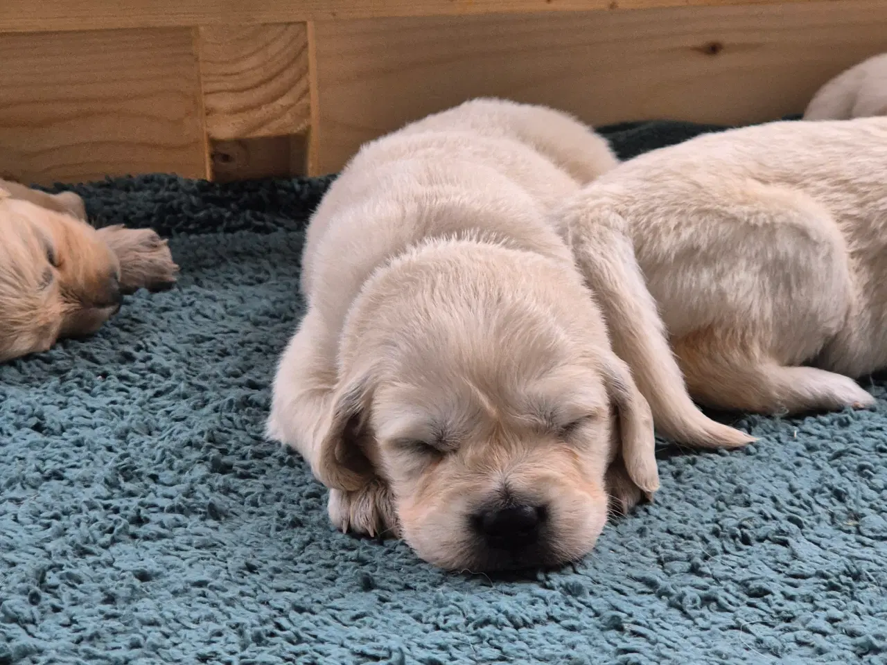 Billede 2 - Golden retriever hvalpe 