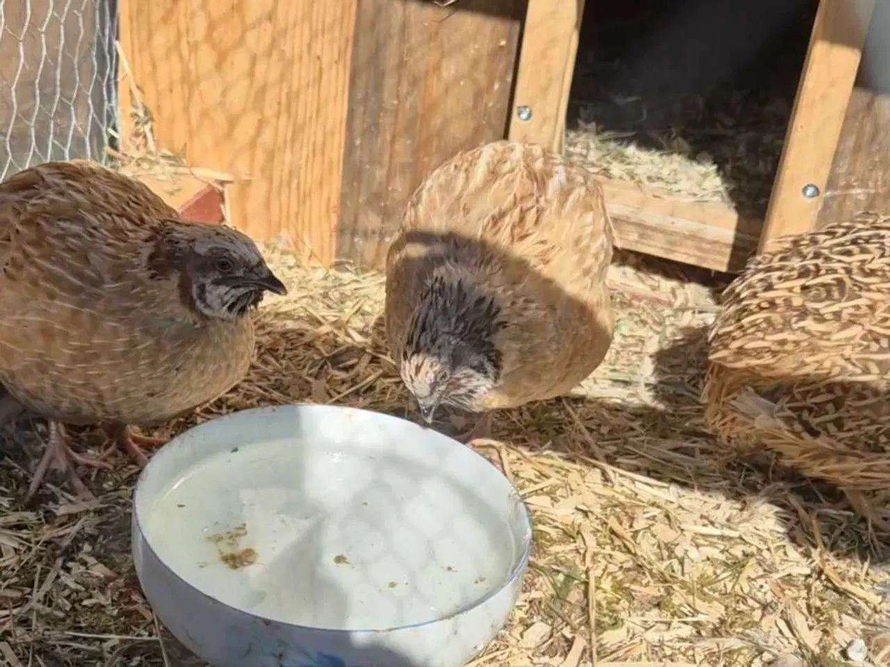 Billede 3 - 3 x jumbo vagtler til 100 kr. 