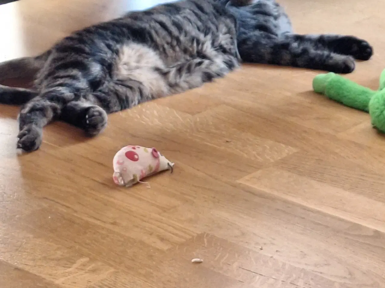 Billede 2 - Kælen Kat