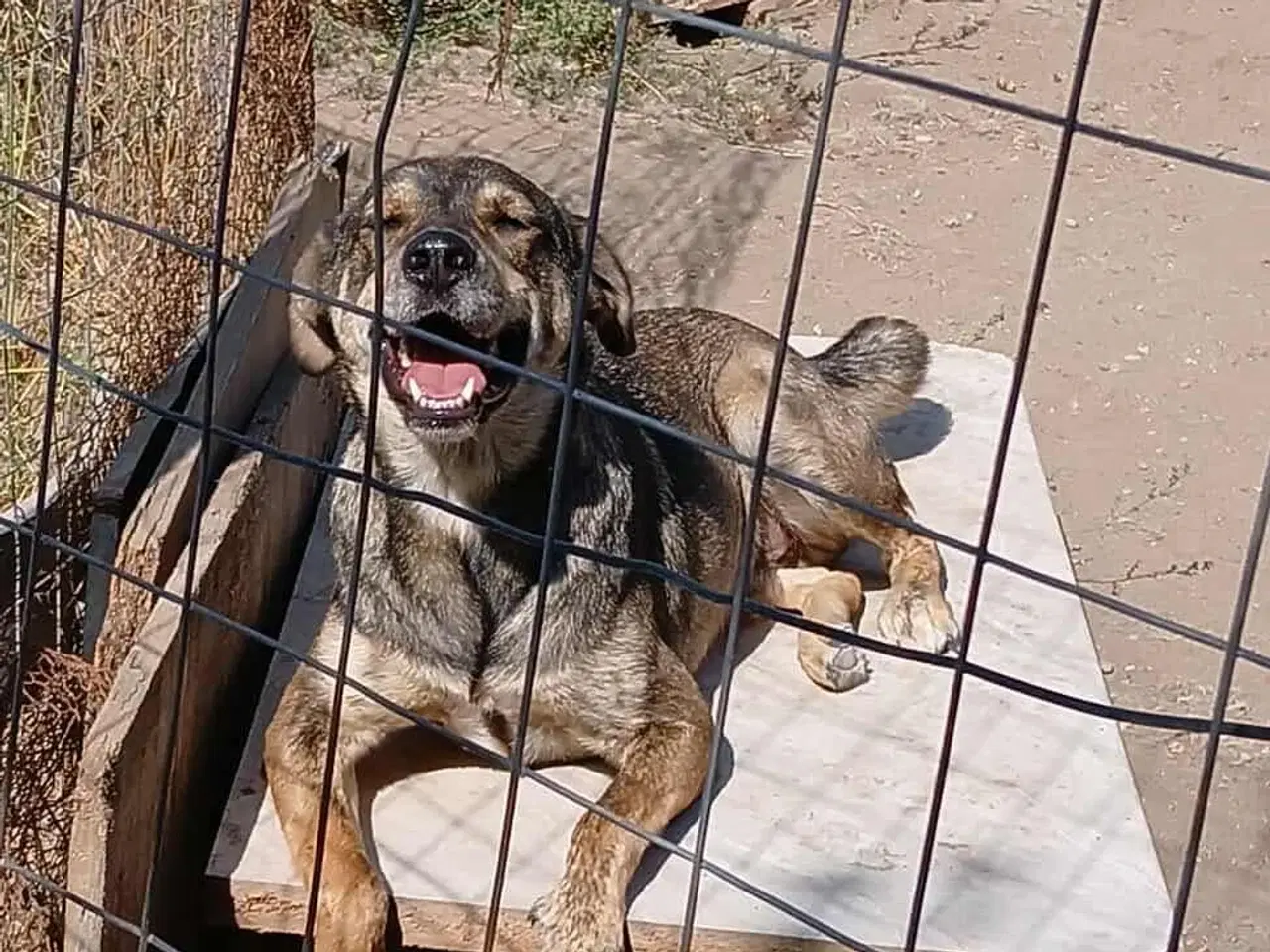 Billede 6 - Sødeste Pane søger familie