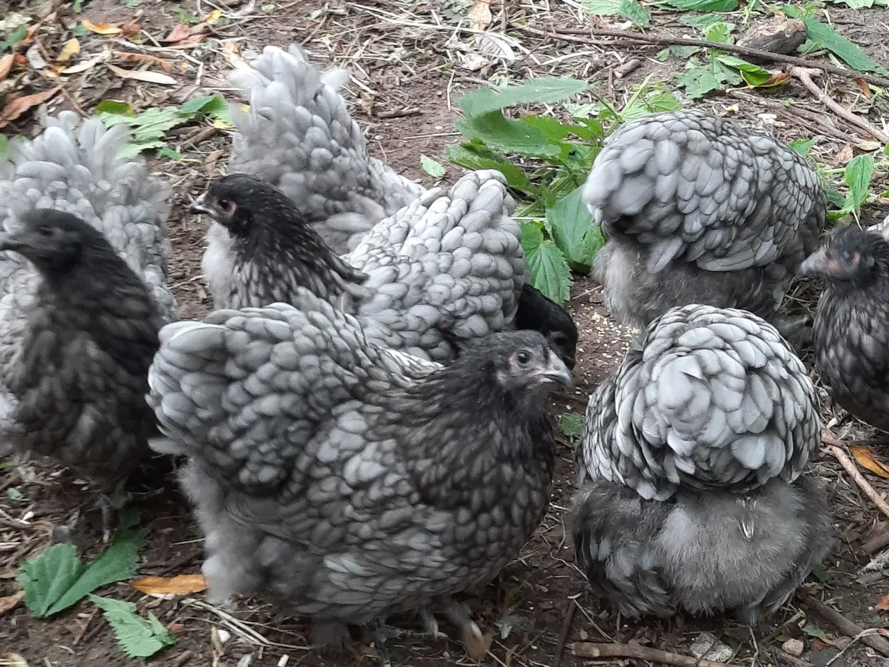 Billede 3 - Dværg Orpington Blå