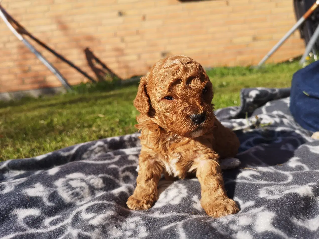 Billede 2 - Cavapoo