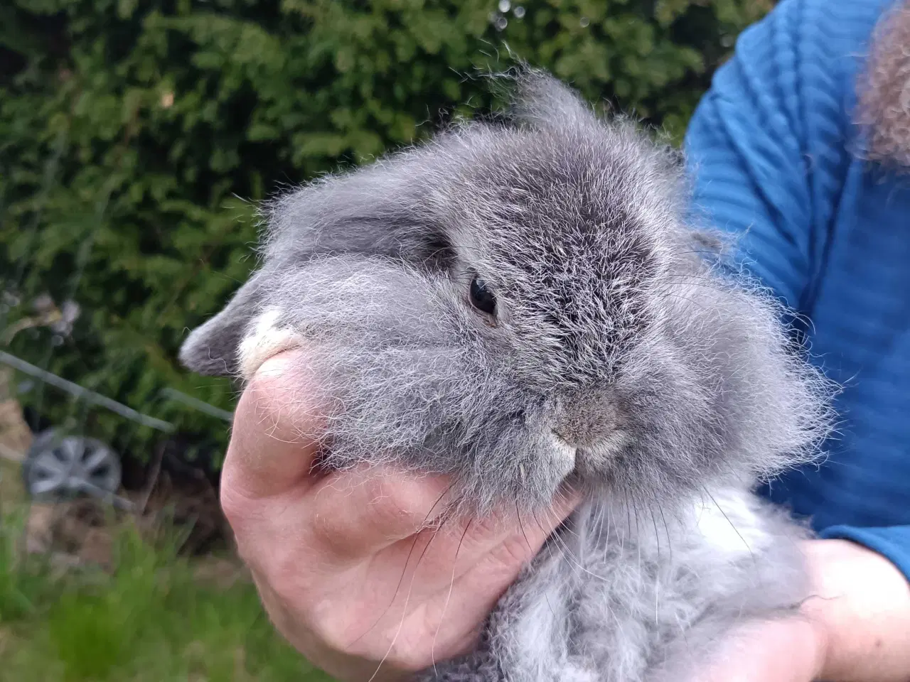 Billede 5 - Minilop/Dværg vædder unger.