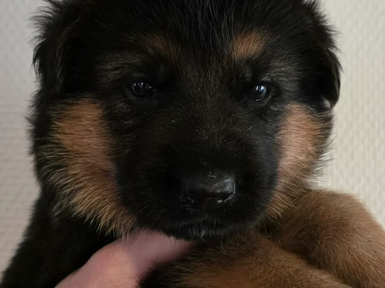 Billede 10 - Top Schæfer hvalp 