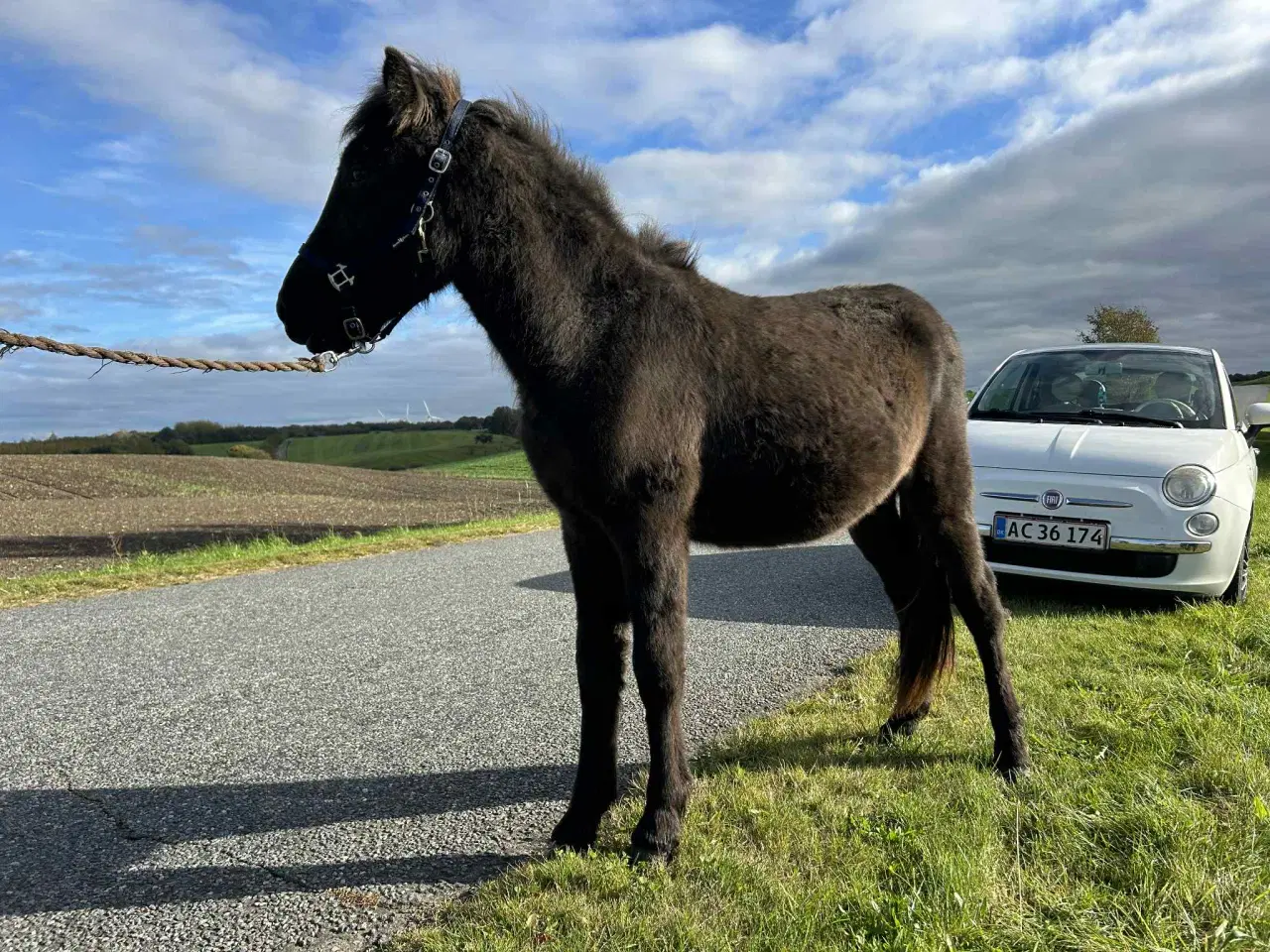 Billede 5 - Kærlig og mild - lidt forsigtig 1 års islænder