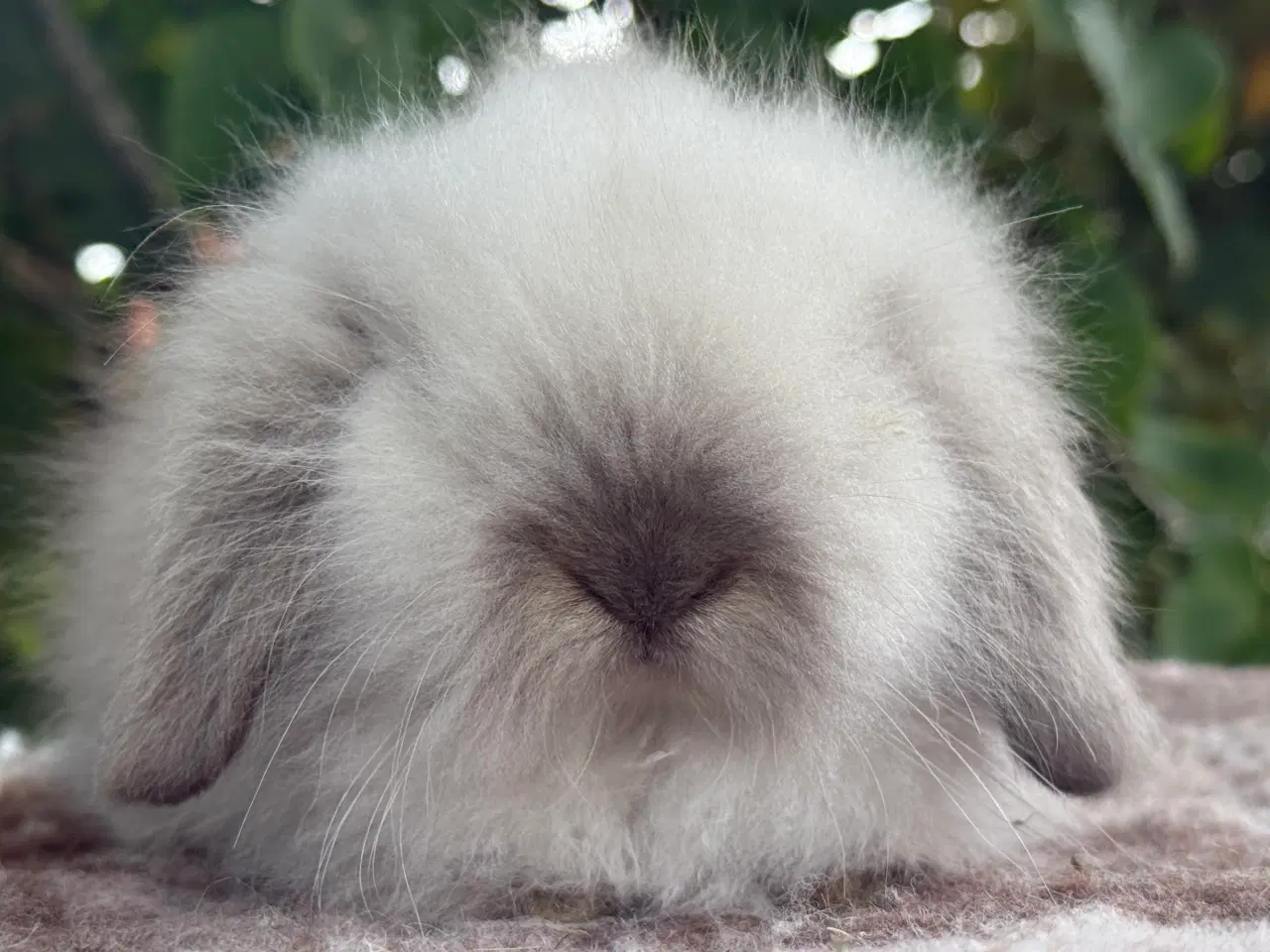 Billede 7 - Mini lion lop pige