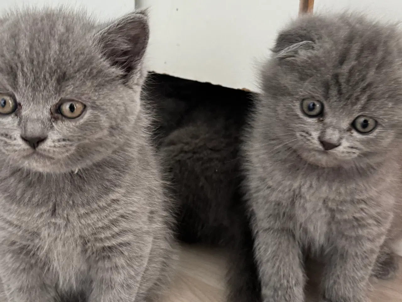 Billede 1 - British shorthair 