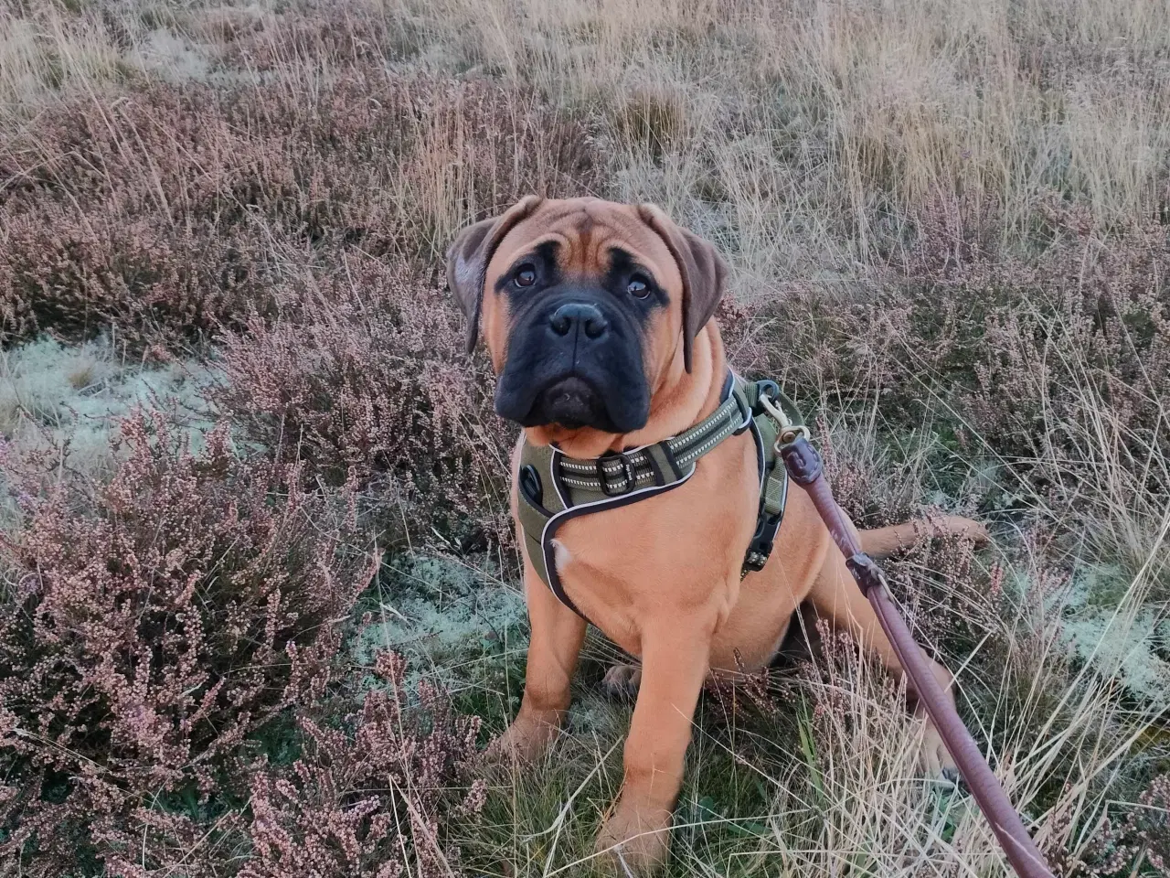 Billede 6 - Bull mastiff med DKK stamtavle