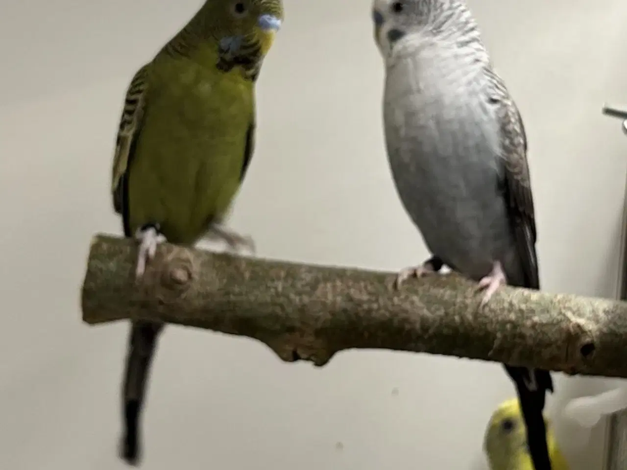 Billede 10 - Blackface og Blackwing 