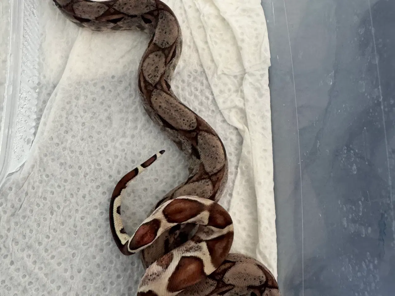 Billede 14 - Boa constrictor 