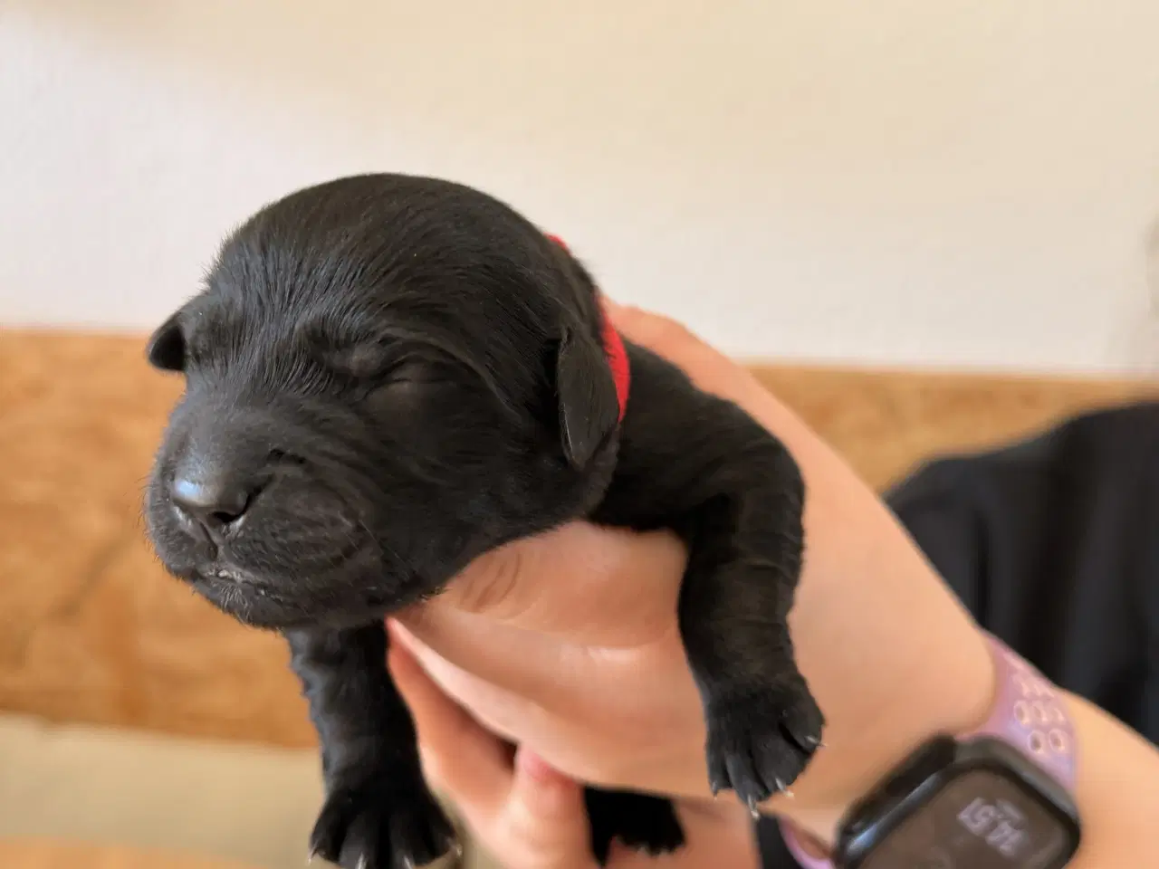 Billede 12 - Golden Retriever/Labrador hvalpe