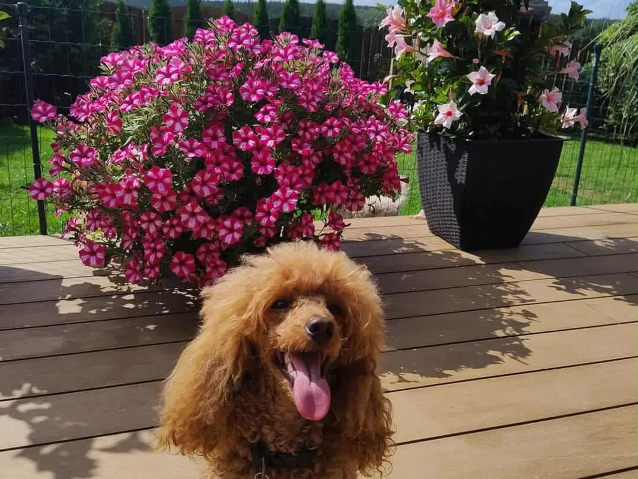 Billede 1 - Avl lille dværg puddel 