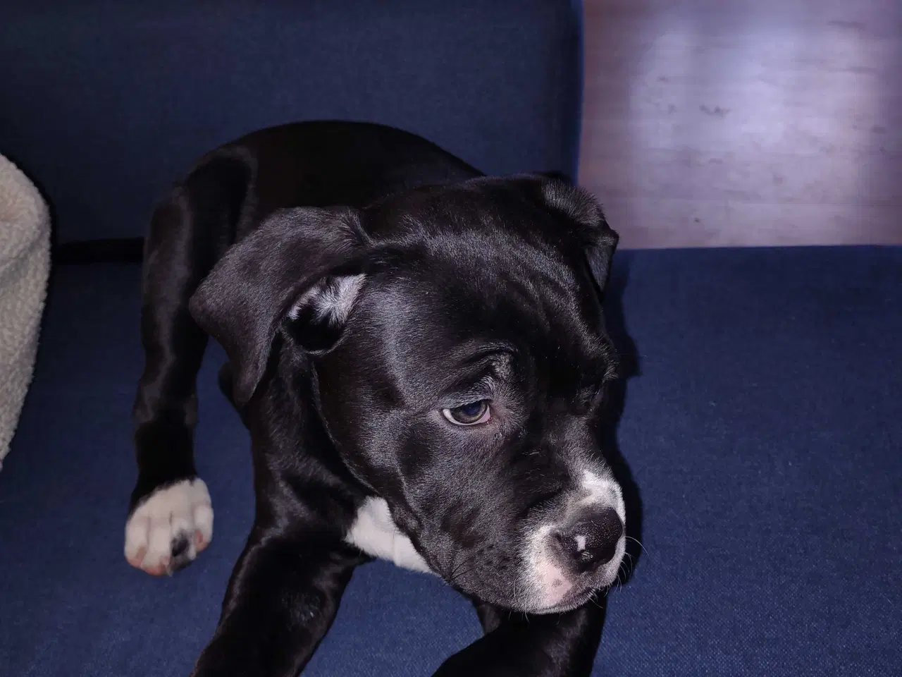 Billede 1 - Lækker blandings tæve