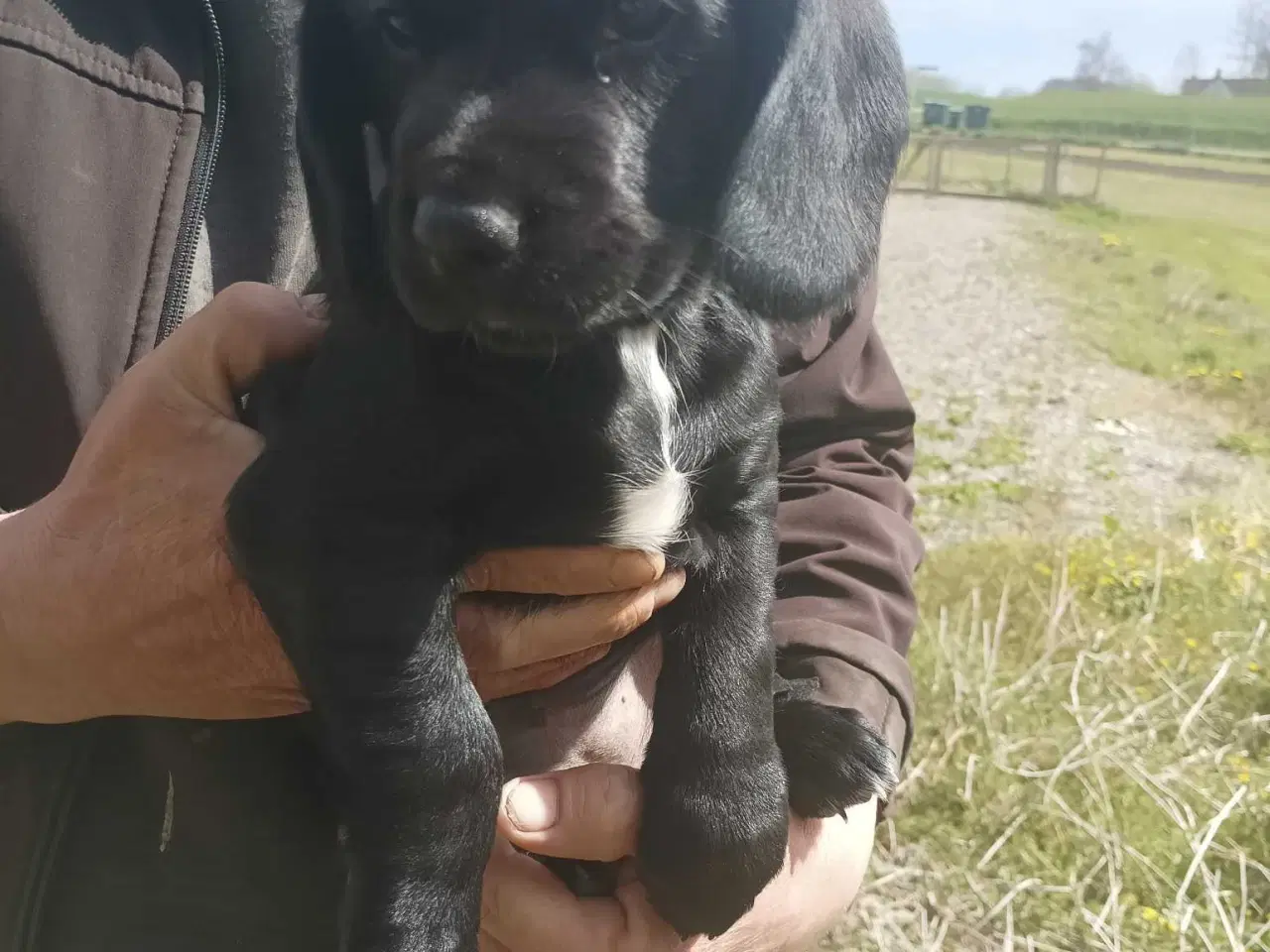 Billede 3 - Blandnings Valpe Sælges 