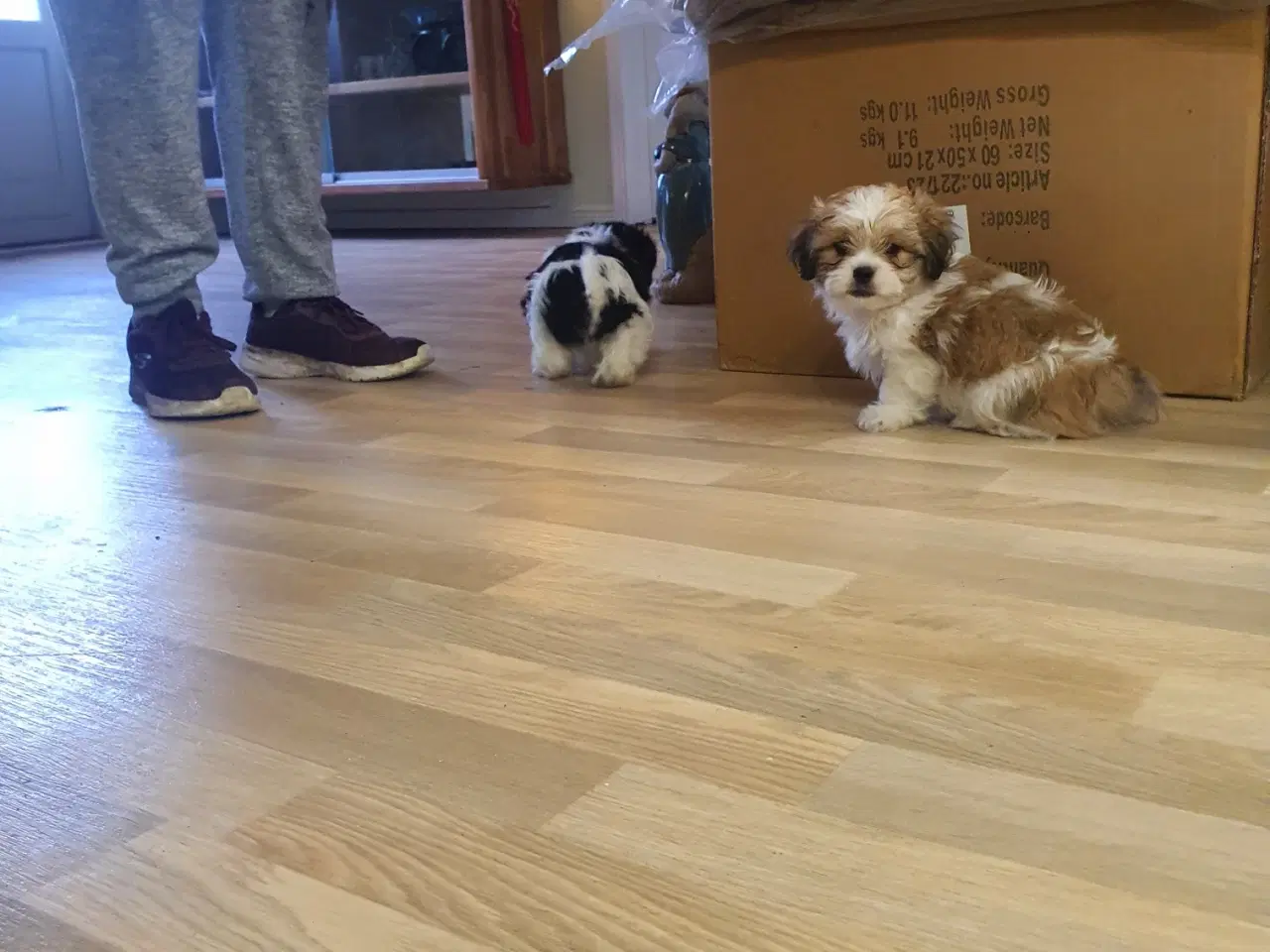 Billede 6 - Shih Tzu Hvalpe