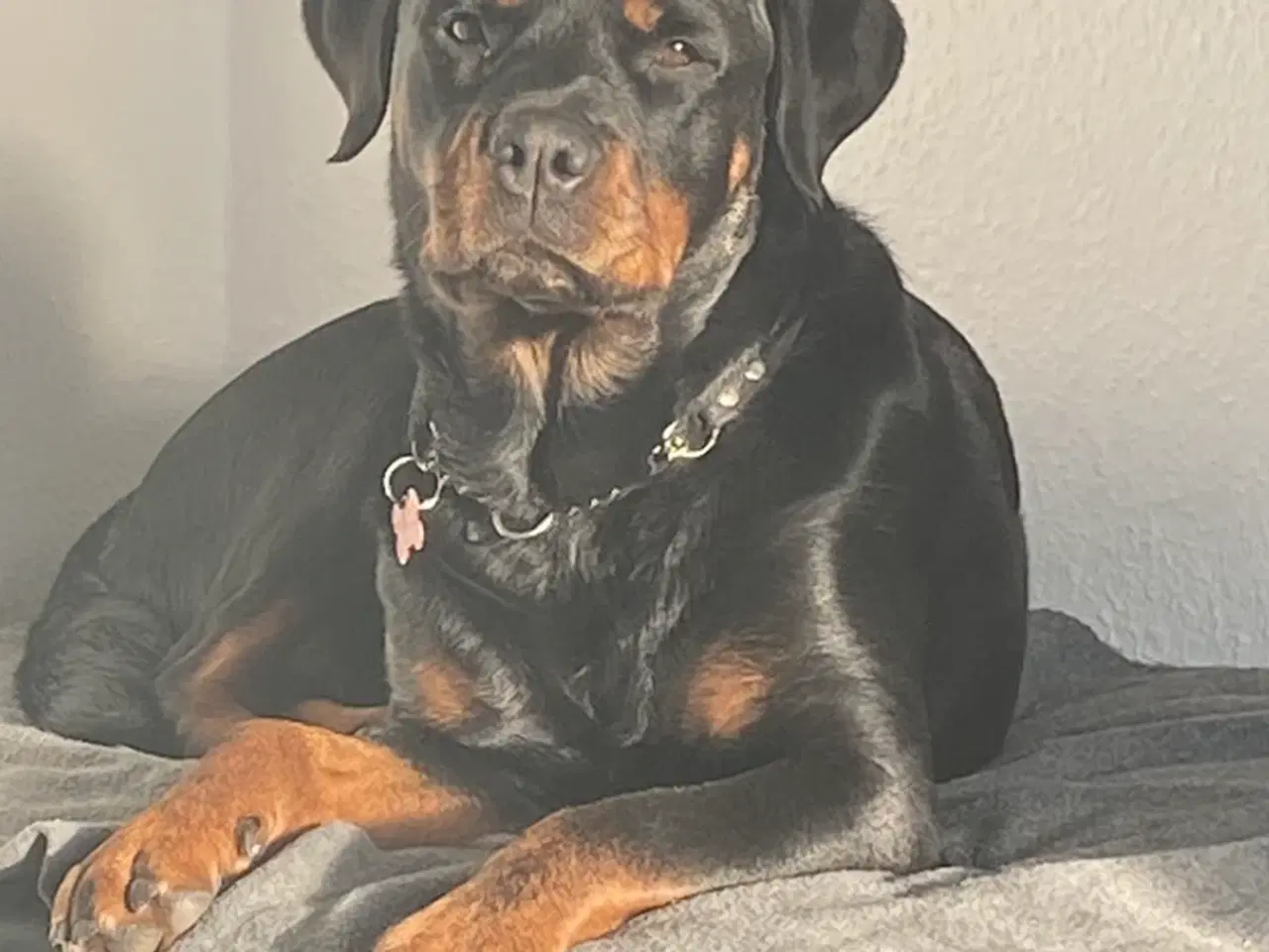 Billede 2 - Rottweiler tæve 5 år