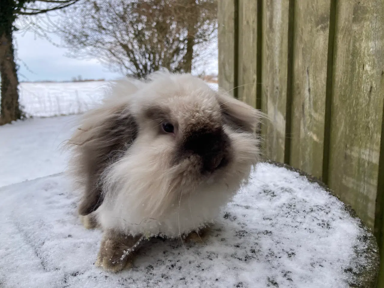 Billede 1 - Smuk Lionlop dreng søger nyt hjem
