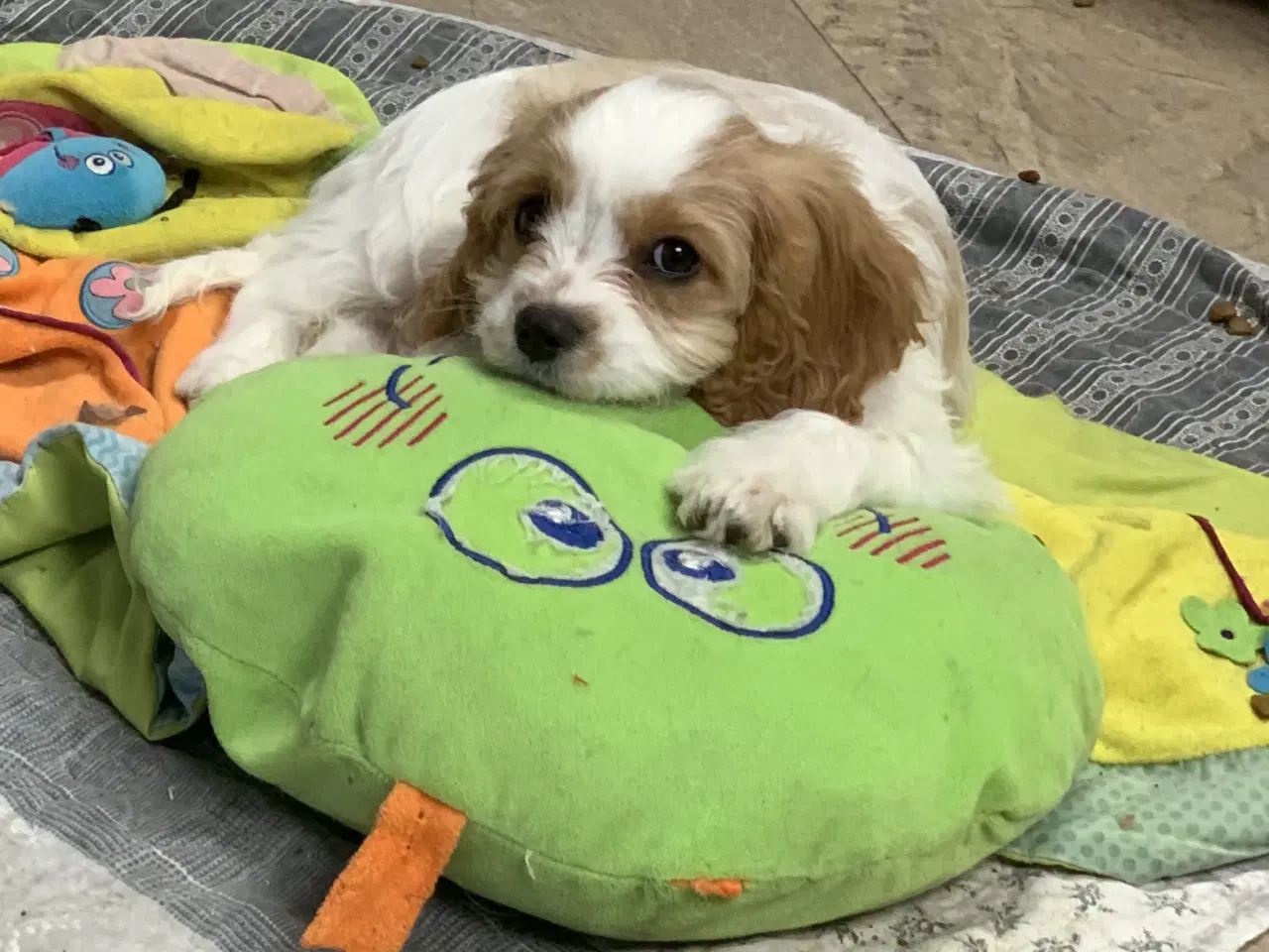 Billede 19 - Den yndigste cavapoo dreng er rejseklar 