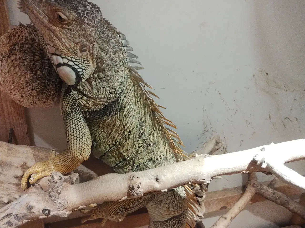 Billede 3 - Dinodyret søger ny madslave 