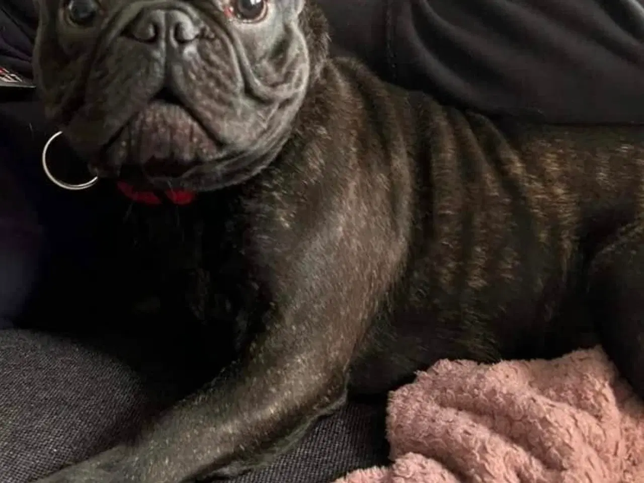 Billede 1 - Fransk Bulldog Hanhund Sælges 
