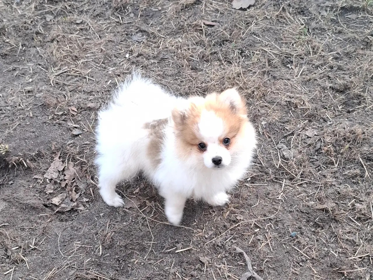 Billede 2 - Pommeranian m stambog må flytte nu