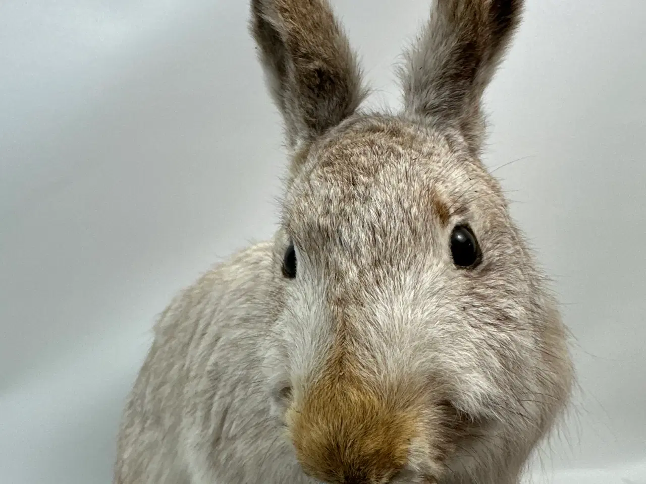 Billede 5 - Udstoppet Snehare