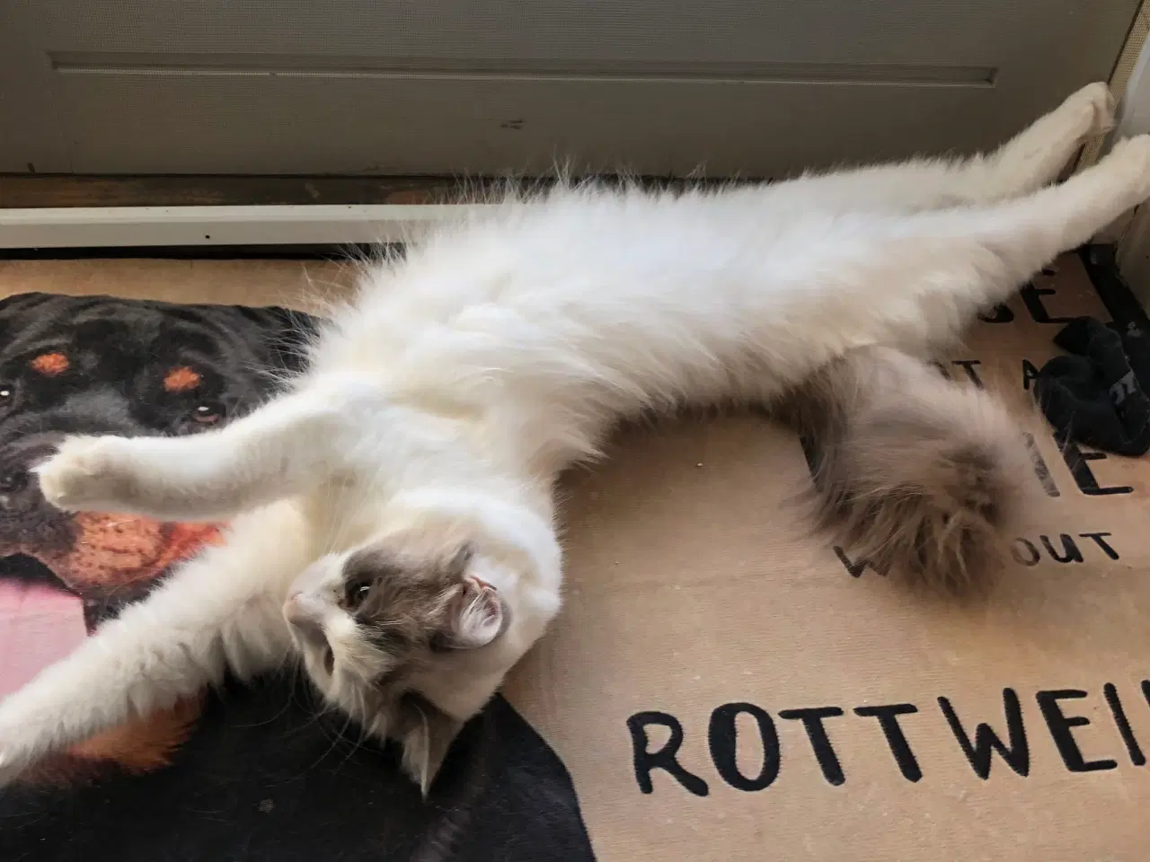 Billede 3 - Ragdoll pige søger det bedste hjem