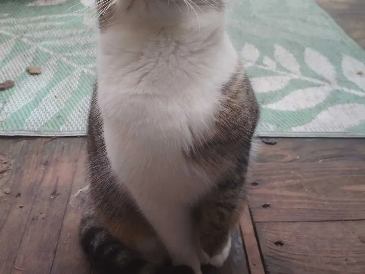 Billede 7 - Bruno søger nyt hjem