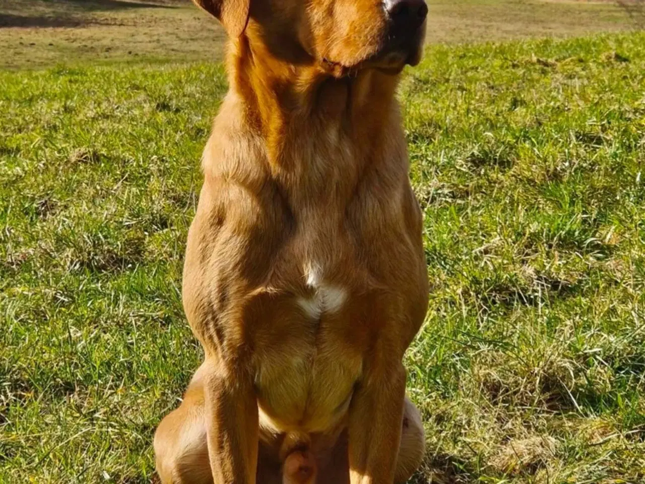 Billede 7 - FOX red Labrador tævehvalp. Formel 1 m. stamtavle