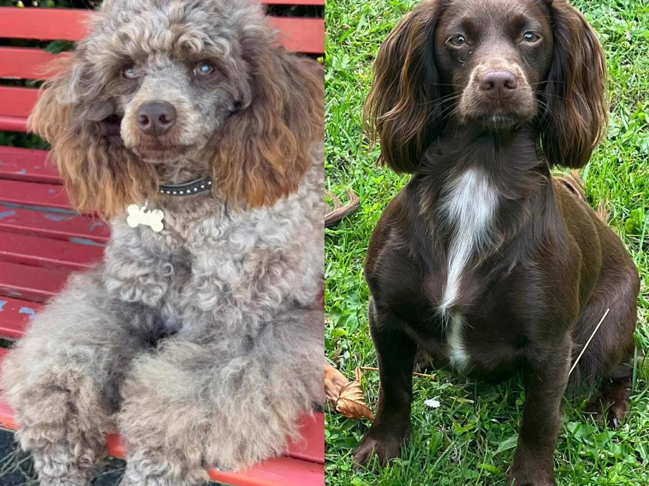 Billede 7 - Én brun Cockapoo tæve tilbage