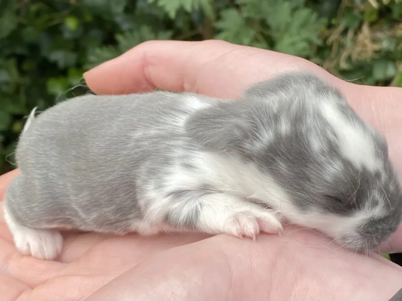 Billede 2 - FRANSK VÆDDER HUN BLÅ KAPPETEGNET