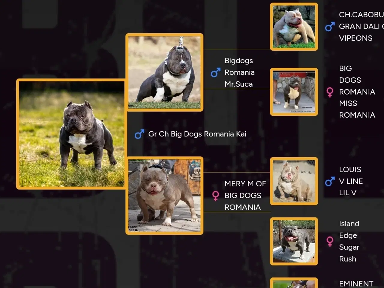 Billede 7 - American Bully Hvalpe Abkc STRONG