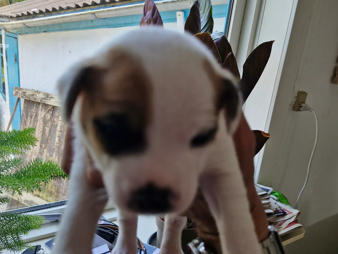Billede 6 - Dansk svensk gårdhunde hvalpe 