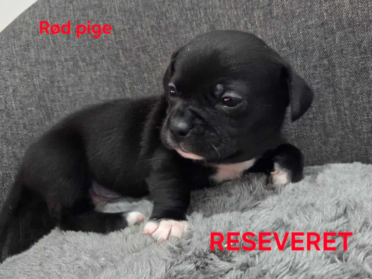 Billede 18 - Bullhuahua hvalpe 